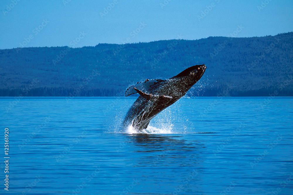 Obraz premium Humpback whale breaching (Megaptera novaeangliae), Alaska, South