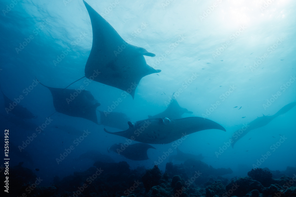 Obraz premium School of manta ray