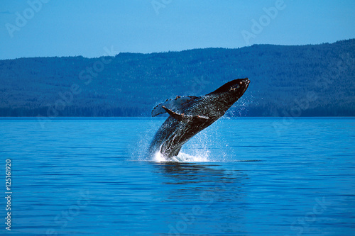 Humpback whale breaching (Megaptera novaeangliae), Alaska, South