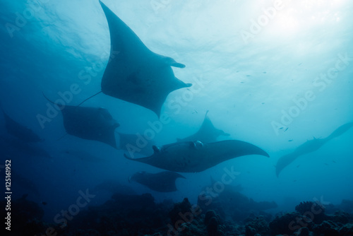 School of manta ray © divedog