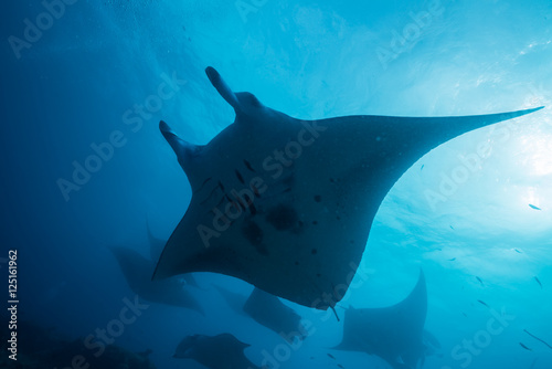 School of manta ray © divedog