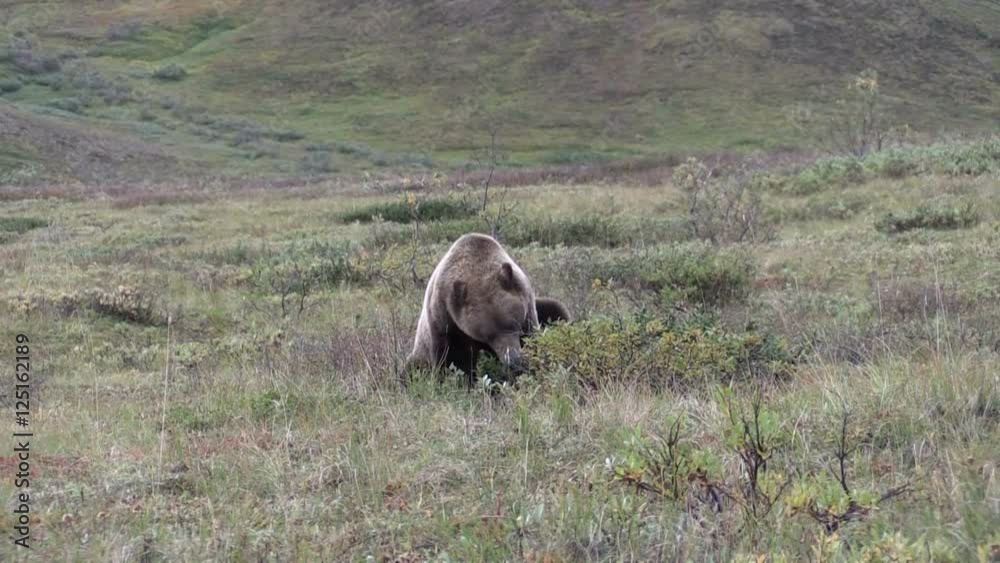 Grizzly Bear Feeding on Berries in Fall Grizzly Bear Feeding on Berries in Fall