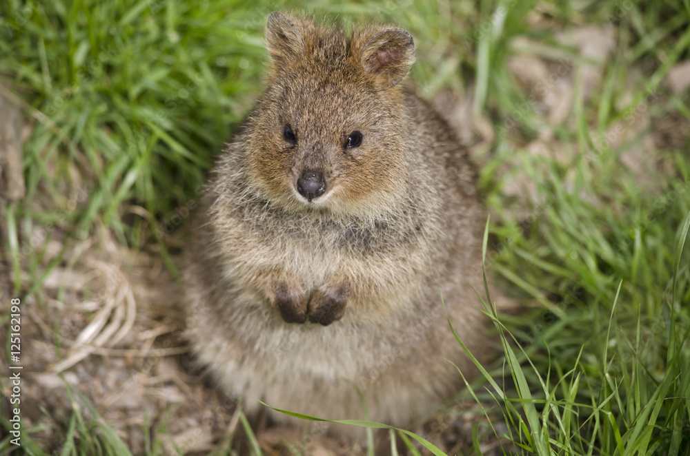 Obraz premium pademelon