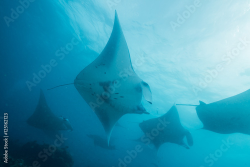 School of manta ray