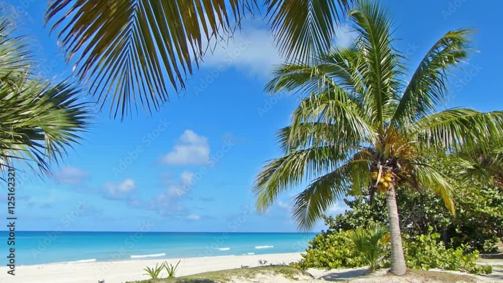 Beautiful tropical, exotic beach with coconut palm trees Beautiful tropical, exotic beach with coconut palm trees