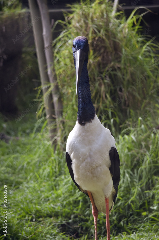 Naklejka premium stork blue necked