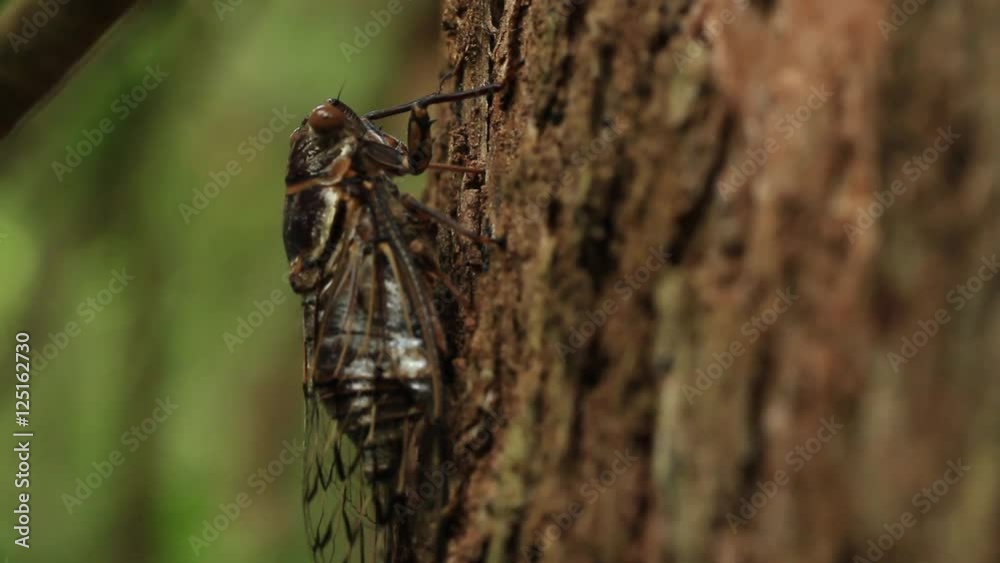 Cicada feeding on tree