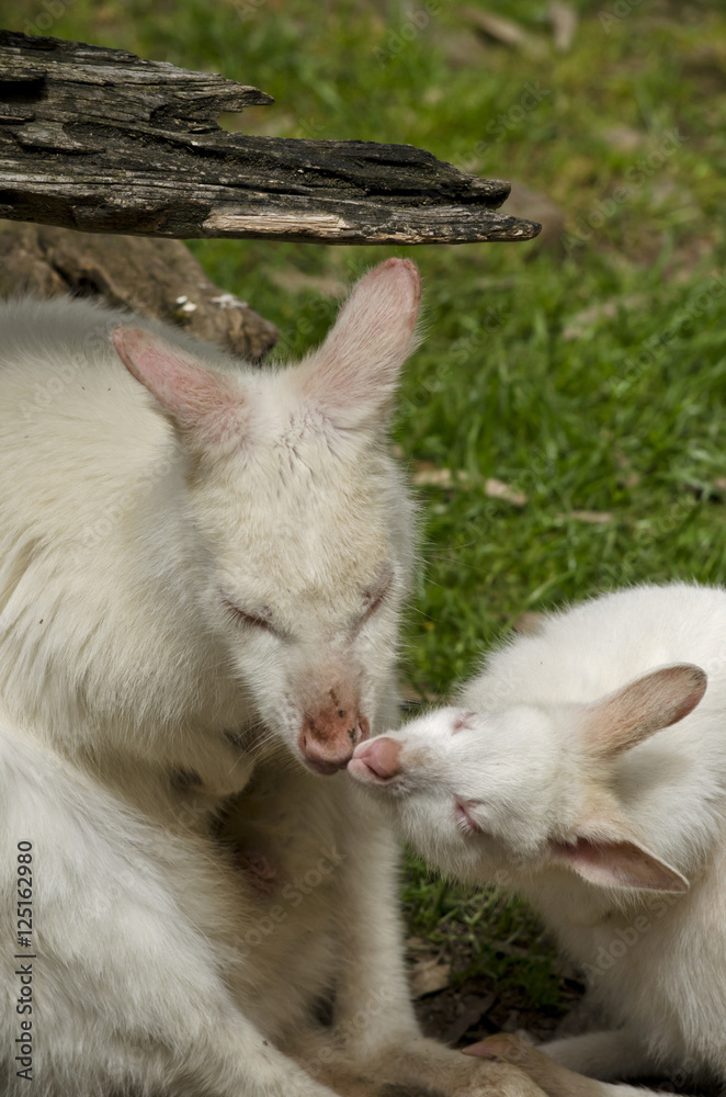 kangaroo and joey kissing