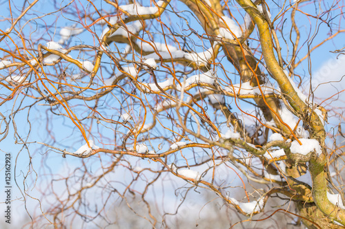 corkscrew willow (Salix matsudana Tortuosa) covered with snow on