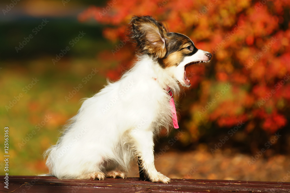 Obraz premium Continental Toy Spaniel dog Papillon puppy sitting outdoors on a wooden bench and yawning at sunny autumn background