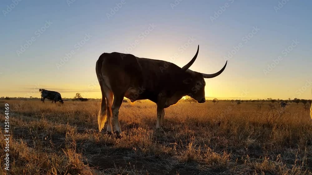Texas Longhorn cattle farming sunset / sunrise landscape