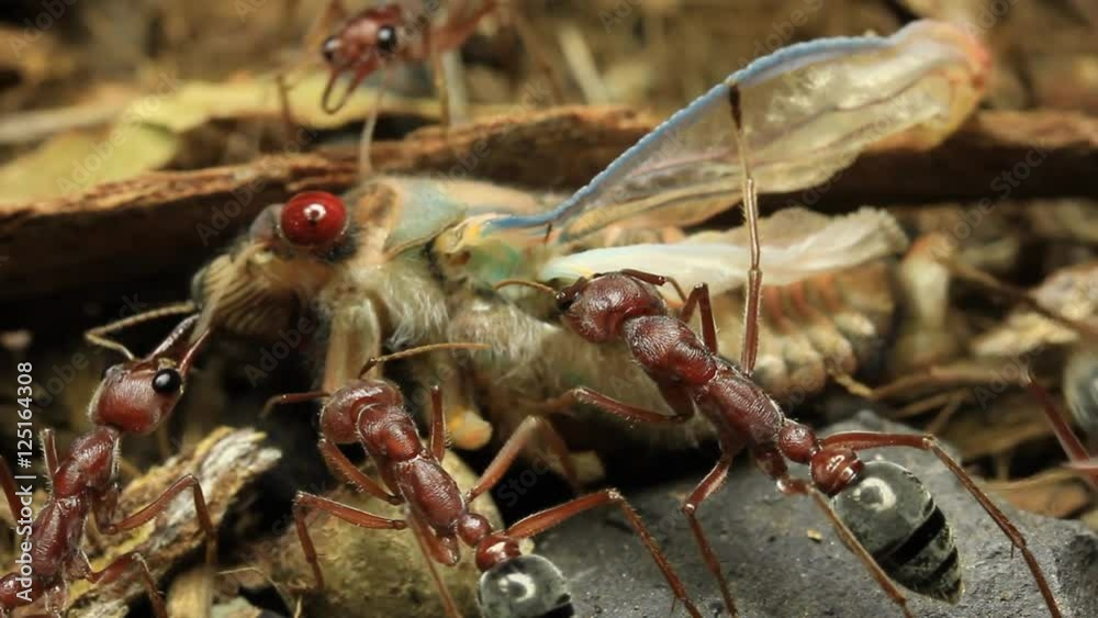 Cicada Attacked by Bull Ants 23 Cicada Attacked by Bull Ants 23