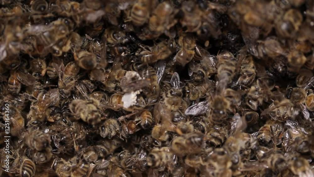 Dead Bees in honey bee hive / pests and diseases Dead Bees in honey bee hive / pests and diseases