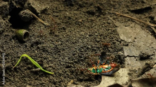 Ants with Jewel bug 2 photo