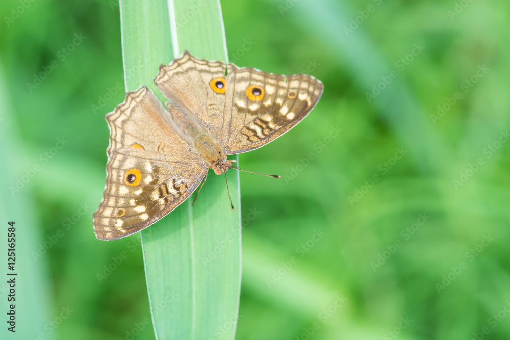 Fototapeta premium Closeup brown butterfly on leaf