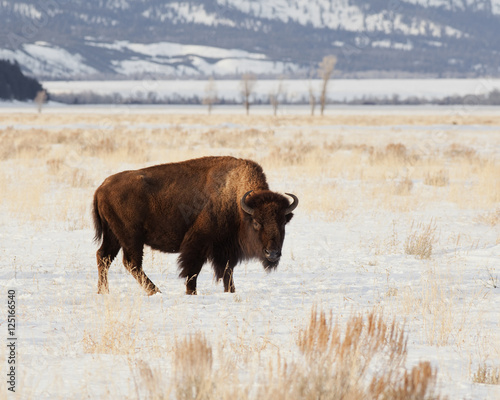 Young Winter Bison in the Tetons