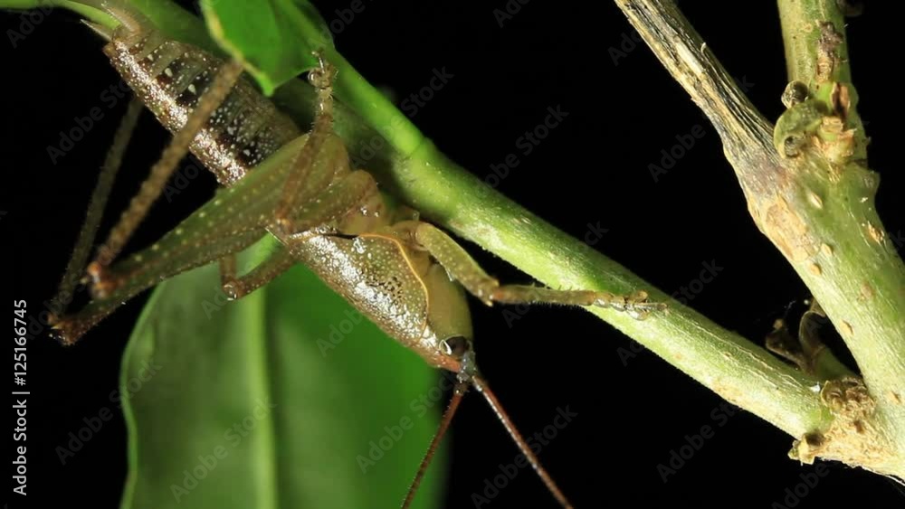 katydids or bush-crickets - Insect Macro katydids or bush-crickets - Insect Macro