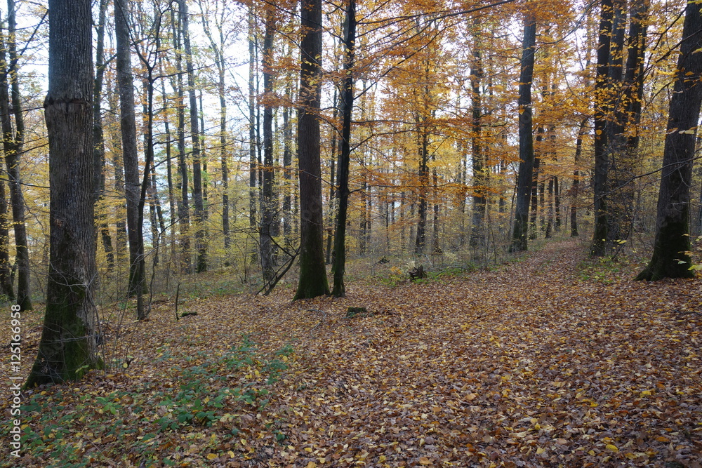 Fototapeta premium Autumn forest. Transcarpathia