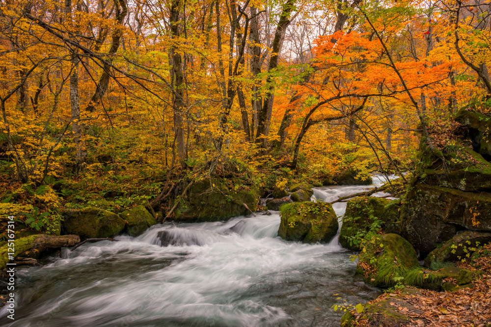 Oirase stream, Towada, Aomori, Japan