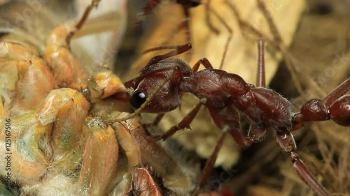 Cicada Attacked by Bull Ants 34 photo