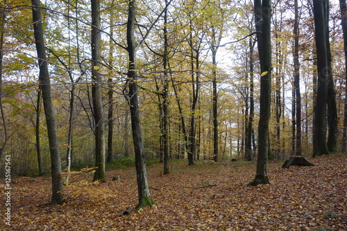 Autumn forest. Transcarpathia