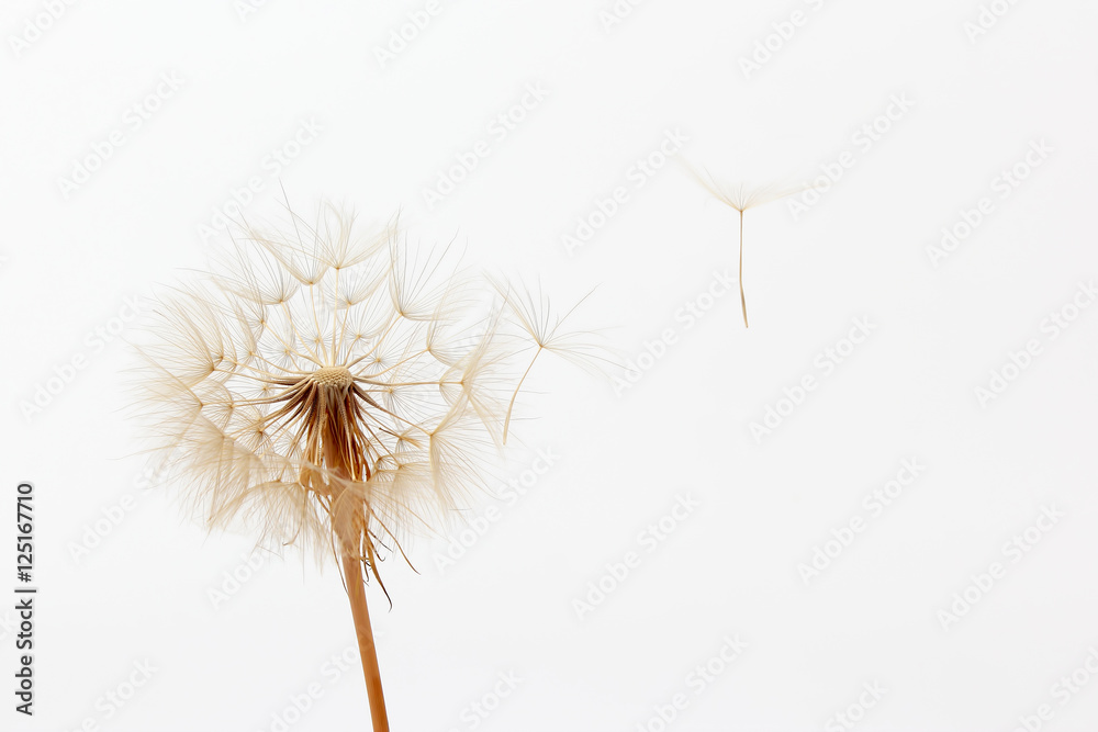 Obraz premium mniszek lekarski i jego latające nasiona na białym tle