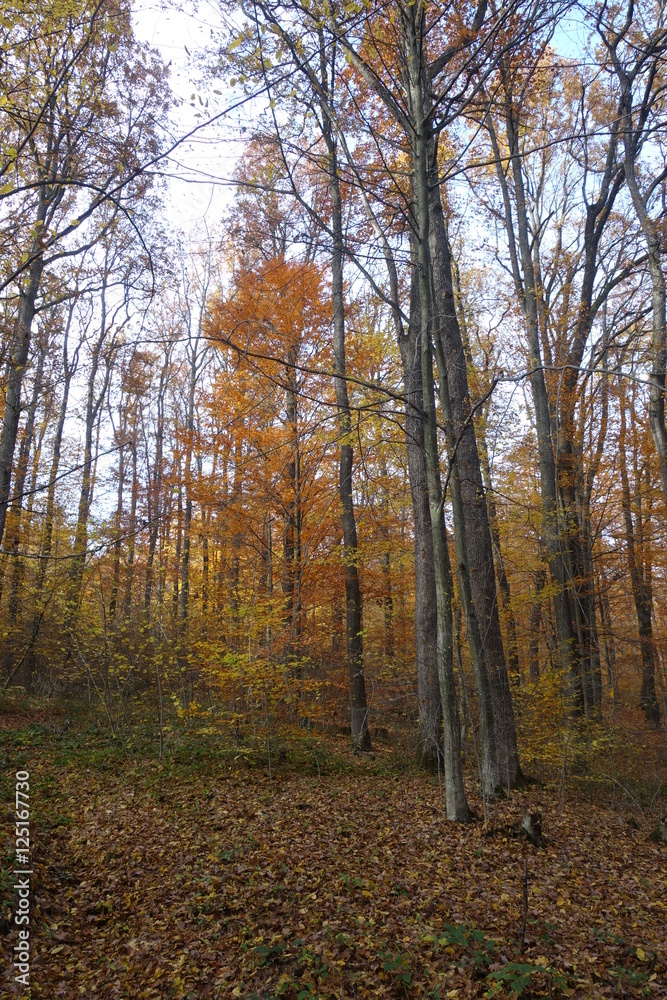 Autumn forest. Transcarpathia