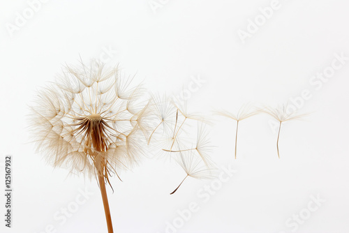 Fototapeta Naklejka Na Ścianę i Meble -  dandelion and its flying seeds on a white background