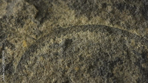 Fossil of Graptolite photo