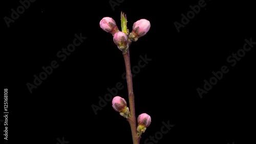 Apricot flower blossoming cut out timelapse / Apricot flower growing timelapse cut out, encoded with photo png, transparent background
