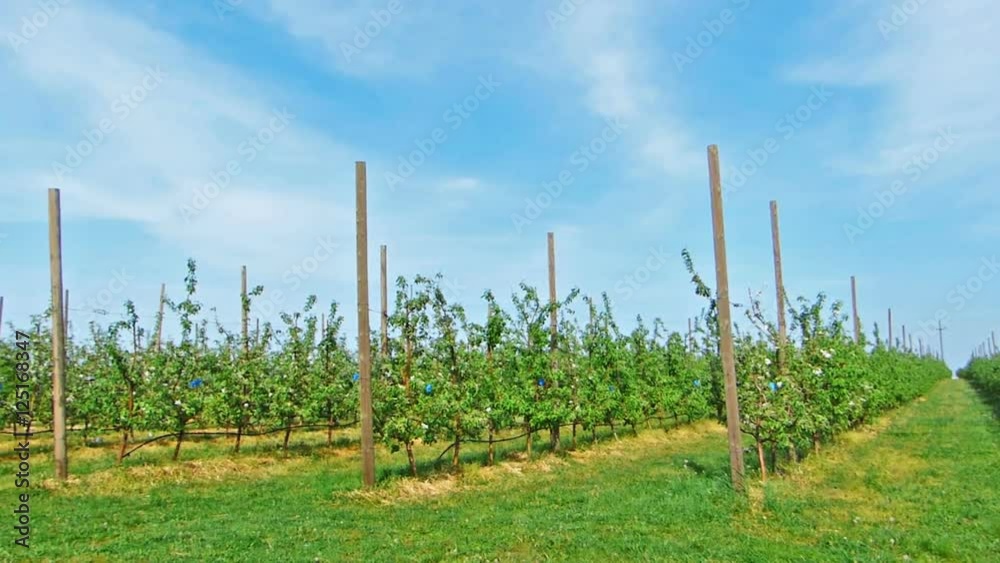 Apple trees in a farm, agriculture.Organic food Apple trees in a farm, agriculture.Organic food