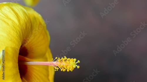  Hibiscus yellow.