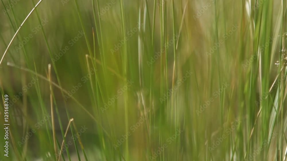 Green grass soft focus pan Green grass soft focus pan