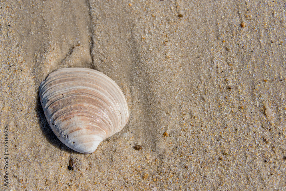 Weathered seashell washed up on a sandy beach Weathered seashell washed up on a sandy beach