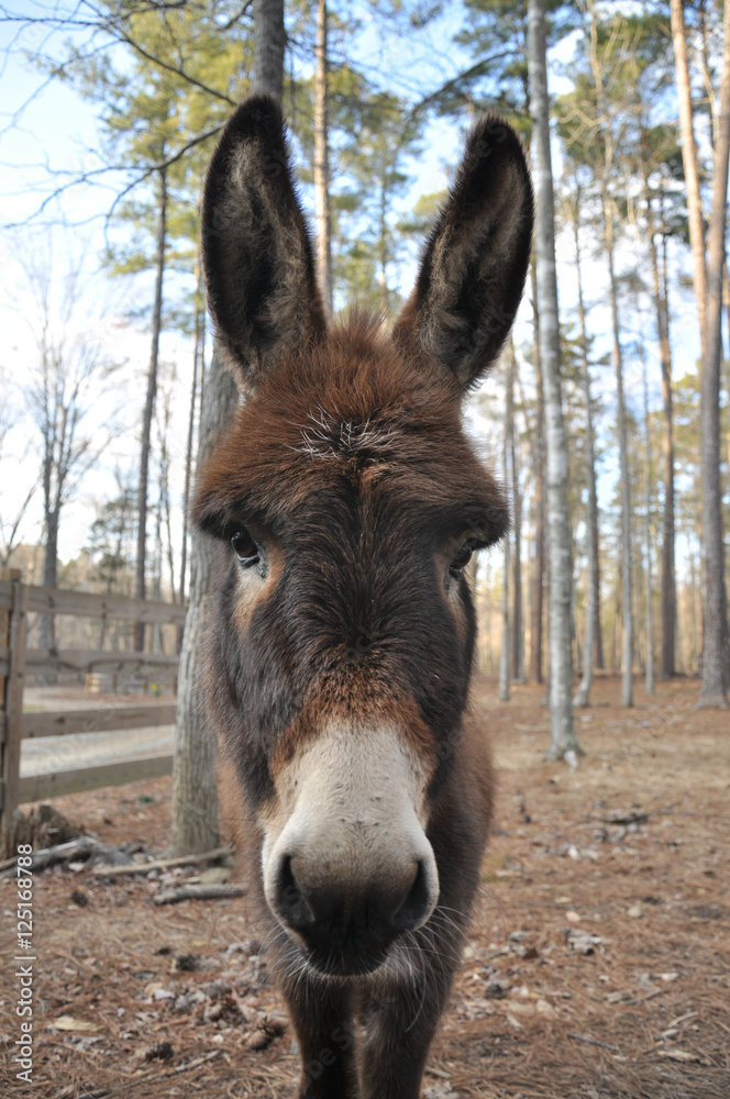 Curious brown donkey looking at the camera Curious brown donkey looking at the camera