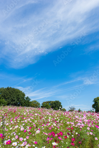 Wallpaper Mural 秋桜と青い空
 Torontodigital.ca