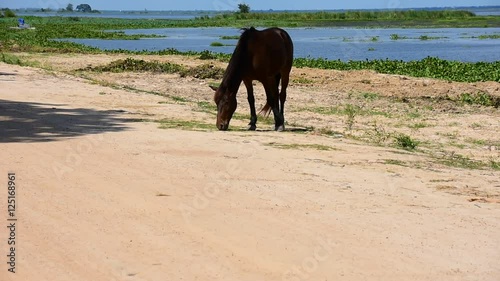The big horse eating grass.