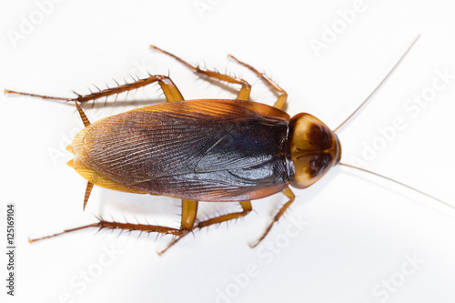 Dead Cockroach isolated on white