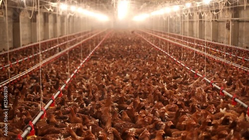 Chicken Farm