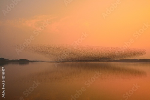 Flock of birds - Baikal Teal