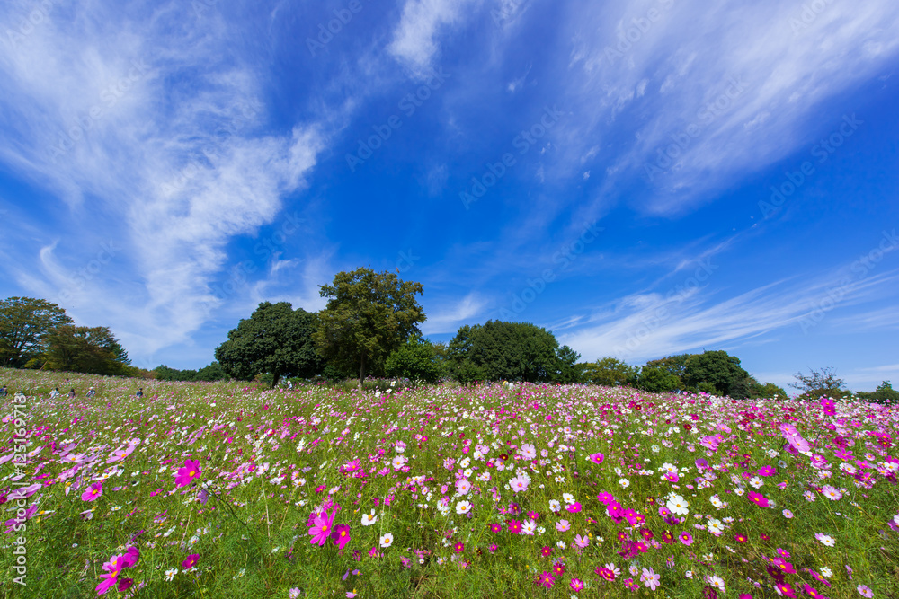 青空の下の秋桜 青空の下の秋桜