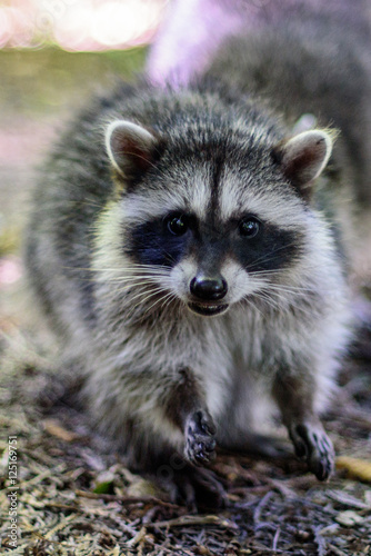 Racoon © Ty