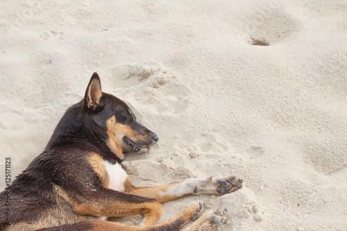 Dog Sleeping on the beach relaxing and resting,  photo