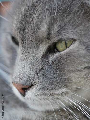 gray cat portrait