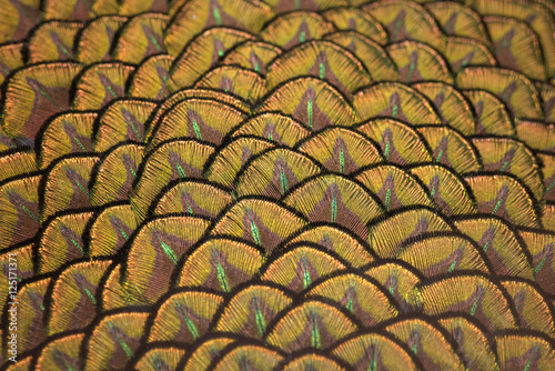 Beautiful peacock feathers, Green Peacock Bird's Feathers in the close up details