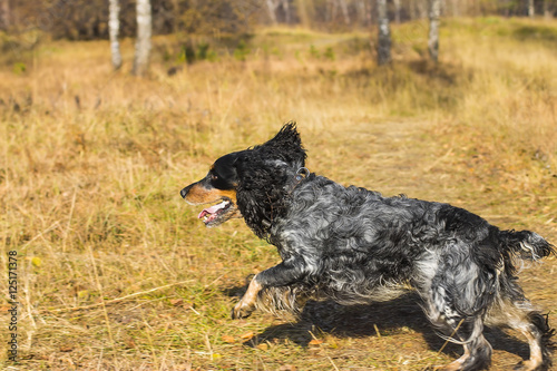 Spotted russian spaniel running and playing in yellow autumn gra