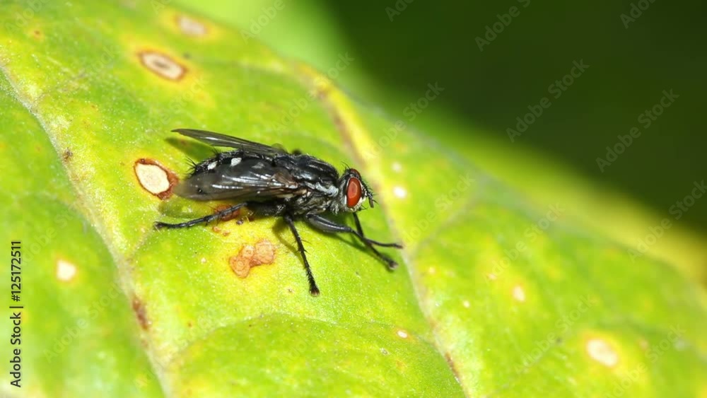 Fly,macro.
