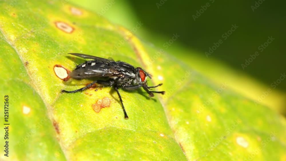 Fly,macro.