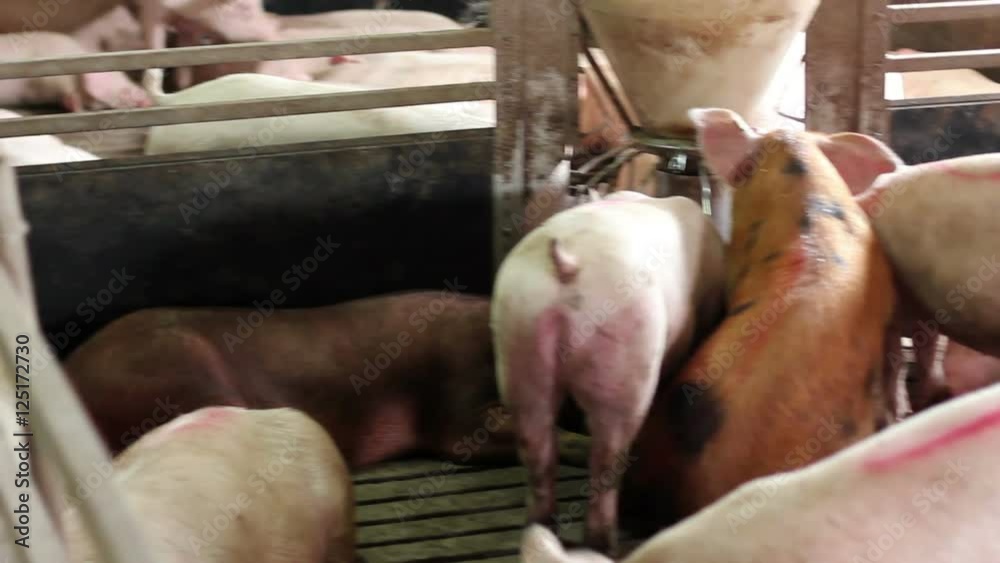 Intensively farmed pigs in batch pens. Intensively farmed pigs in batch pens.