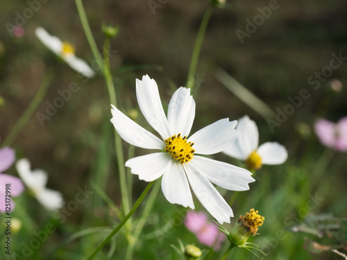 common cosmos 